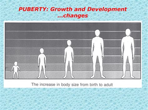 young cock pics|Stages of Puberty Explained in Pictures